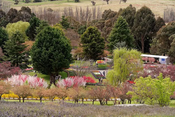 Tulip Top Gardens (60)